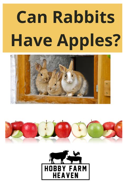 Can rabbits have apples?