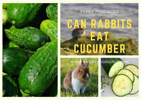 Can rabbits have cucumber?