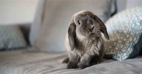 Can rabbits have depression?