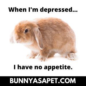 Can rabbits have depression?