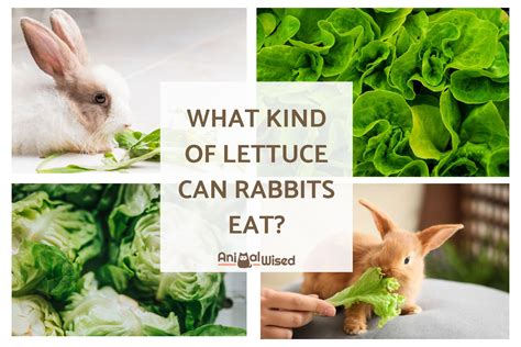 Can rabbits have lettuce daily?