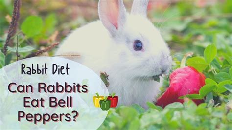 Can rabbits have peppers?