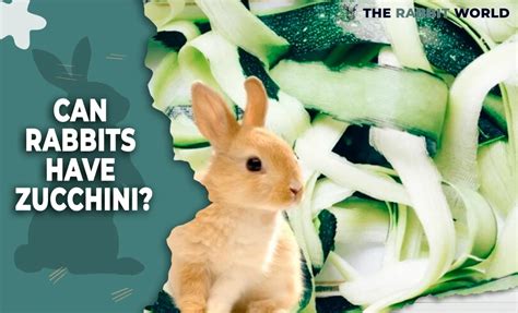 Can rabbits have zucchini?