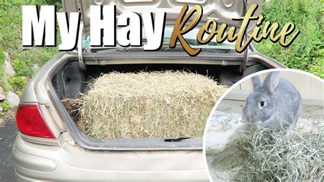 Can rabbits live off only hay?