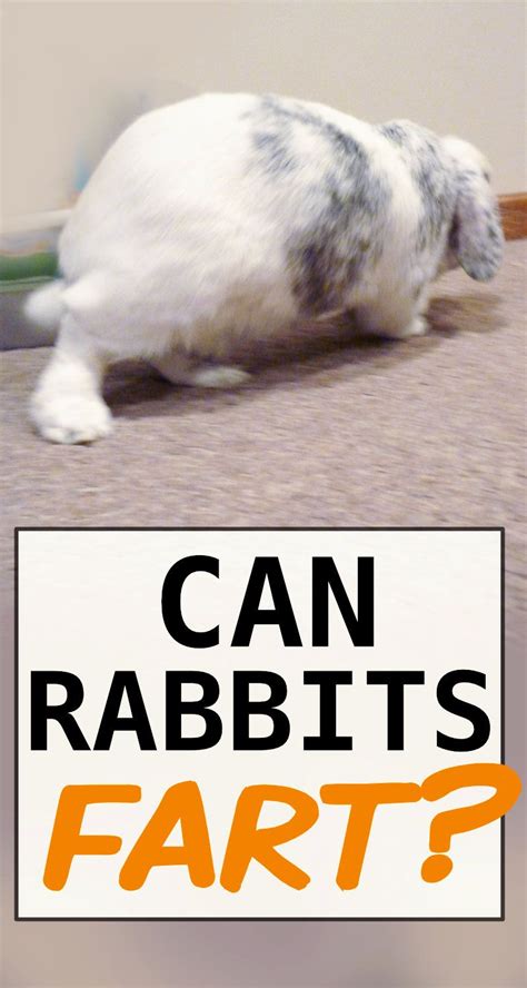Can rabbits pass gas?