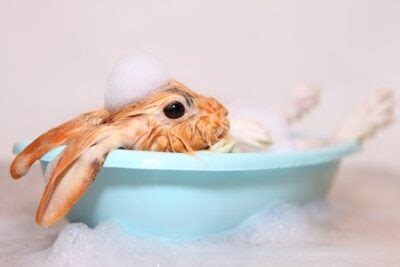 Can rabbits play in water?