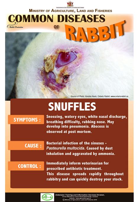 Can rabbits recover from illness?