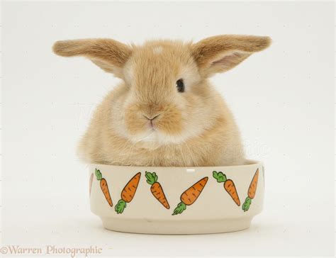 Can rabbits share a food bowl?