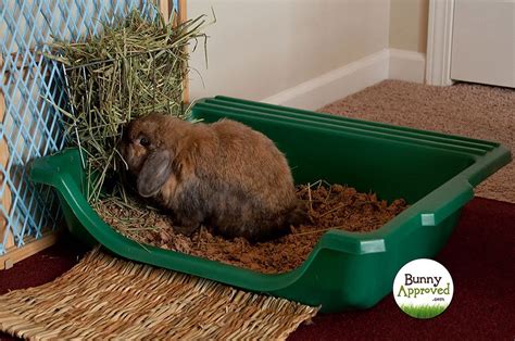 Can rabbits share a litter tray?