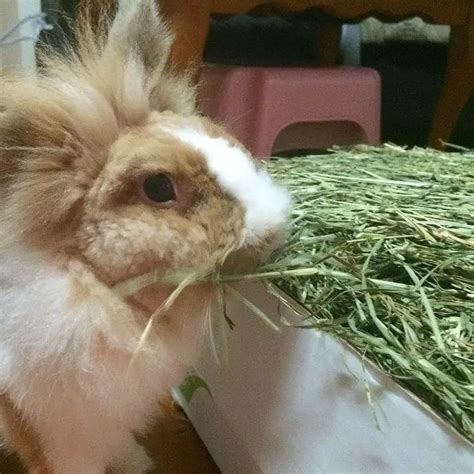 Can rabbits survive on hay alone?