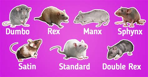 Can rats learn their names?