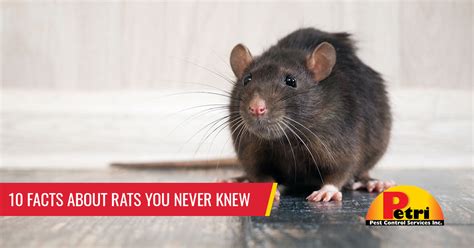 Can rats sense fear in humans?