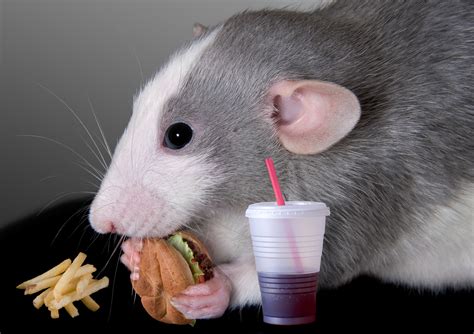 Can rats sense sadness in humans?