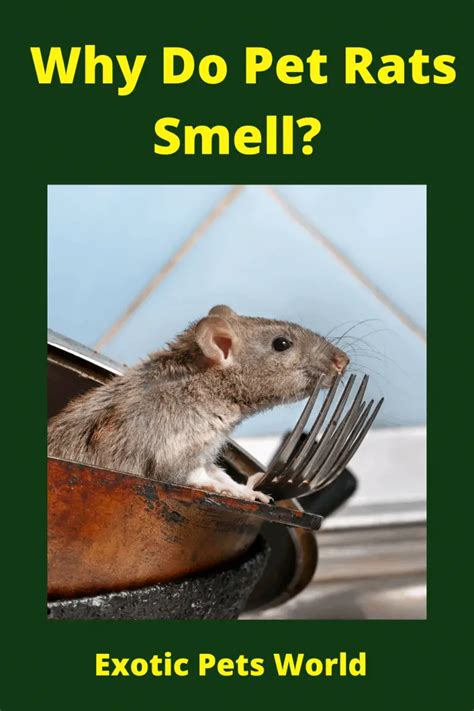 Can rats smell emotions?