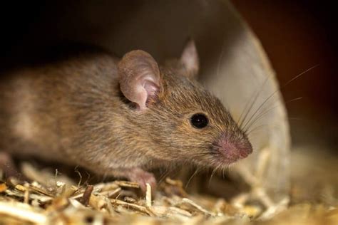 Can rats smell humans?