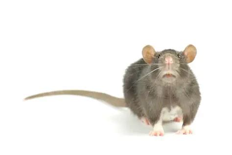 Can rats tell when you're sad?