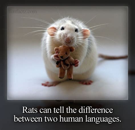 Can rats understand human language?
