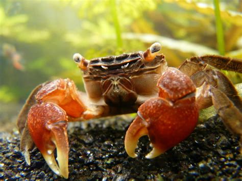 Can red claw crabs live in tap water?