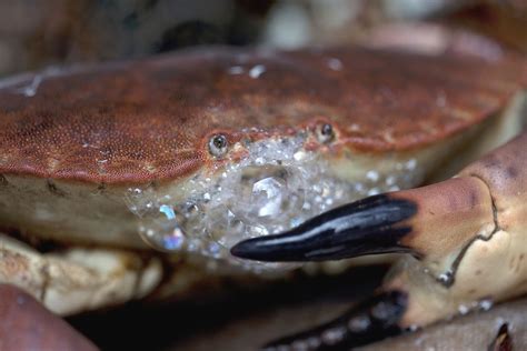 Can red crabs breathe air?