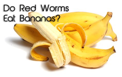 Can red worms eat bananas?