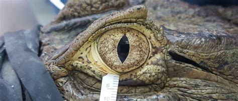 Can reptiles cry?