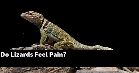 Can reptiles feel pain?