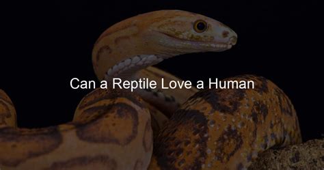 Can reptiles love humans?