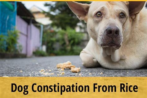 Can rice Constipate a dog?