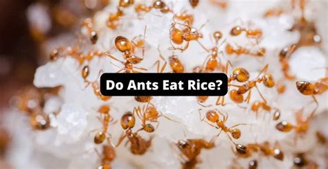 Can rice kill ants?