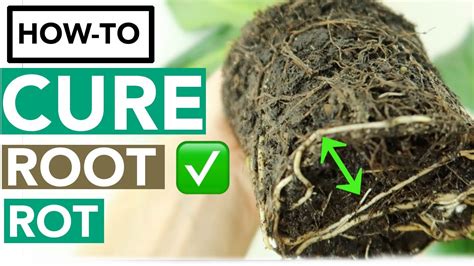 Can root rot fix itself?