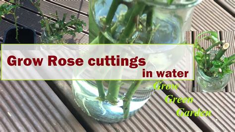 Can rose plant grow in water?