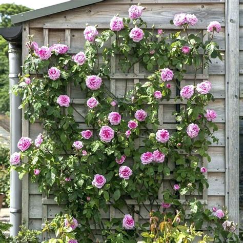 Can roses grow in shade?