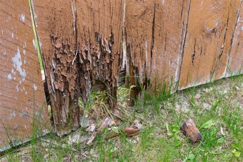 Can rotten wood smell?
