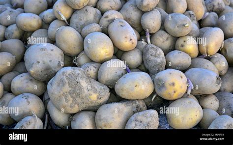 Can rotting potatoes go in compost?