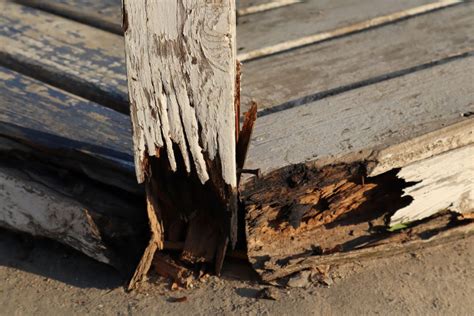 Can rotting wood be saved?