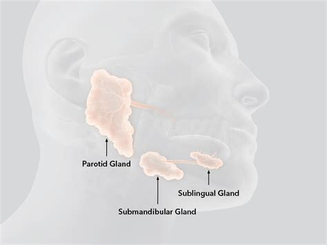 Can saliva act as glue?