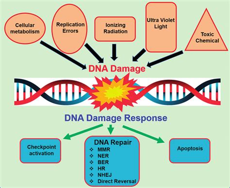 Can salt damage DNA?