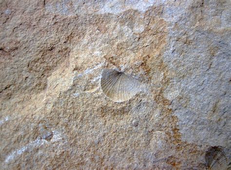 Can sandstone have fossils?