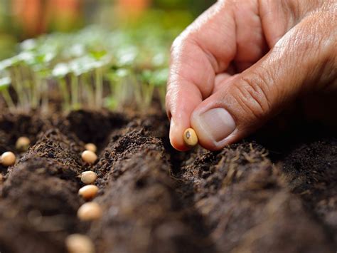 Can seeds grow in oil?