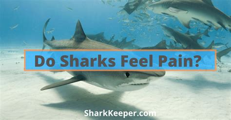 Can sharks feel pain?