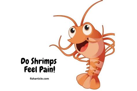 Can shrimp feel love?