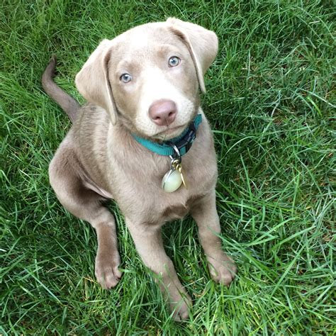 Can silver labs be brown?