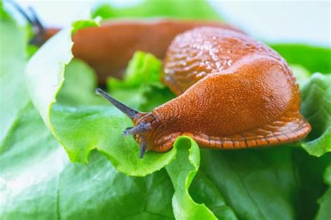Can slug slime make you sick?