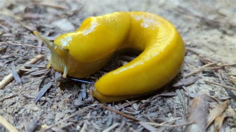 Can slugs be eaten?