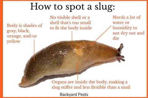 Can slugs be female?