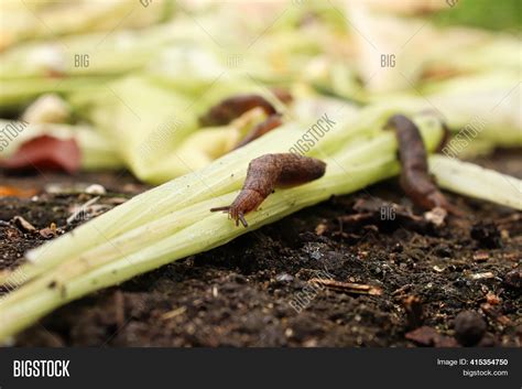 Can slugs crawl over Vaseline?