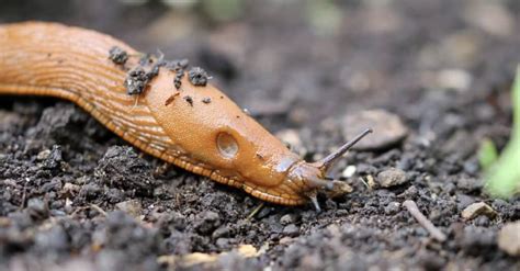 Can slugs feel cold?