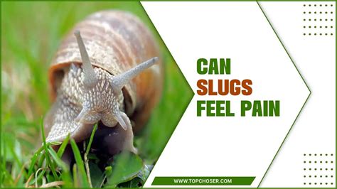 Can slugs feel pain?