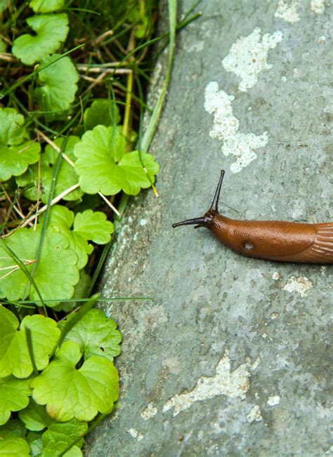 Can slugs live if cut in half?