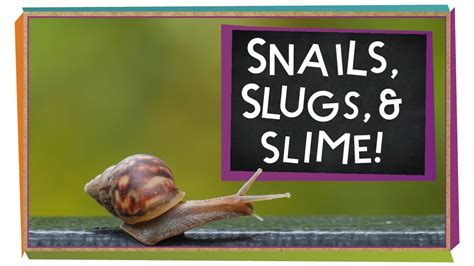 Can slugs remember?